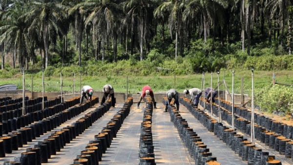 palm oil