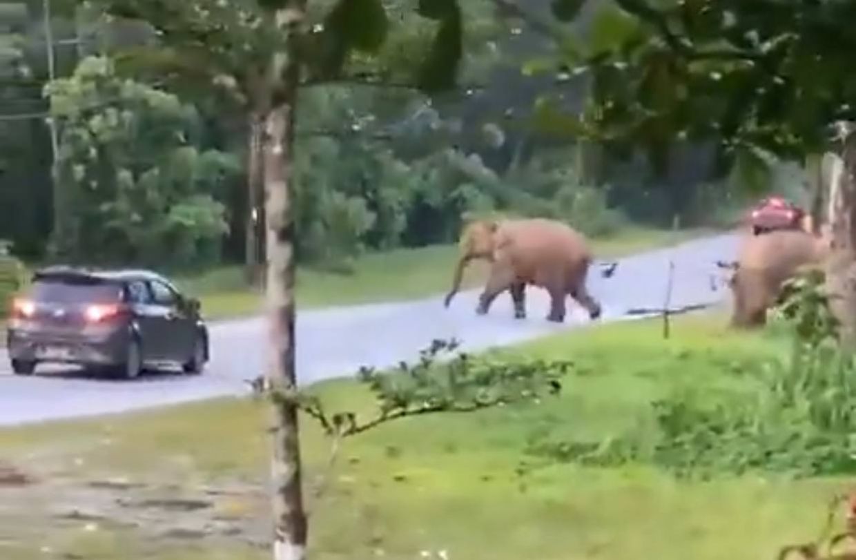 parafrasa