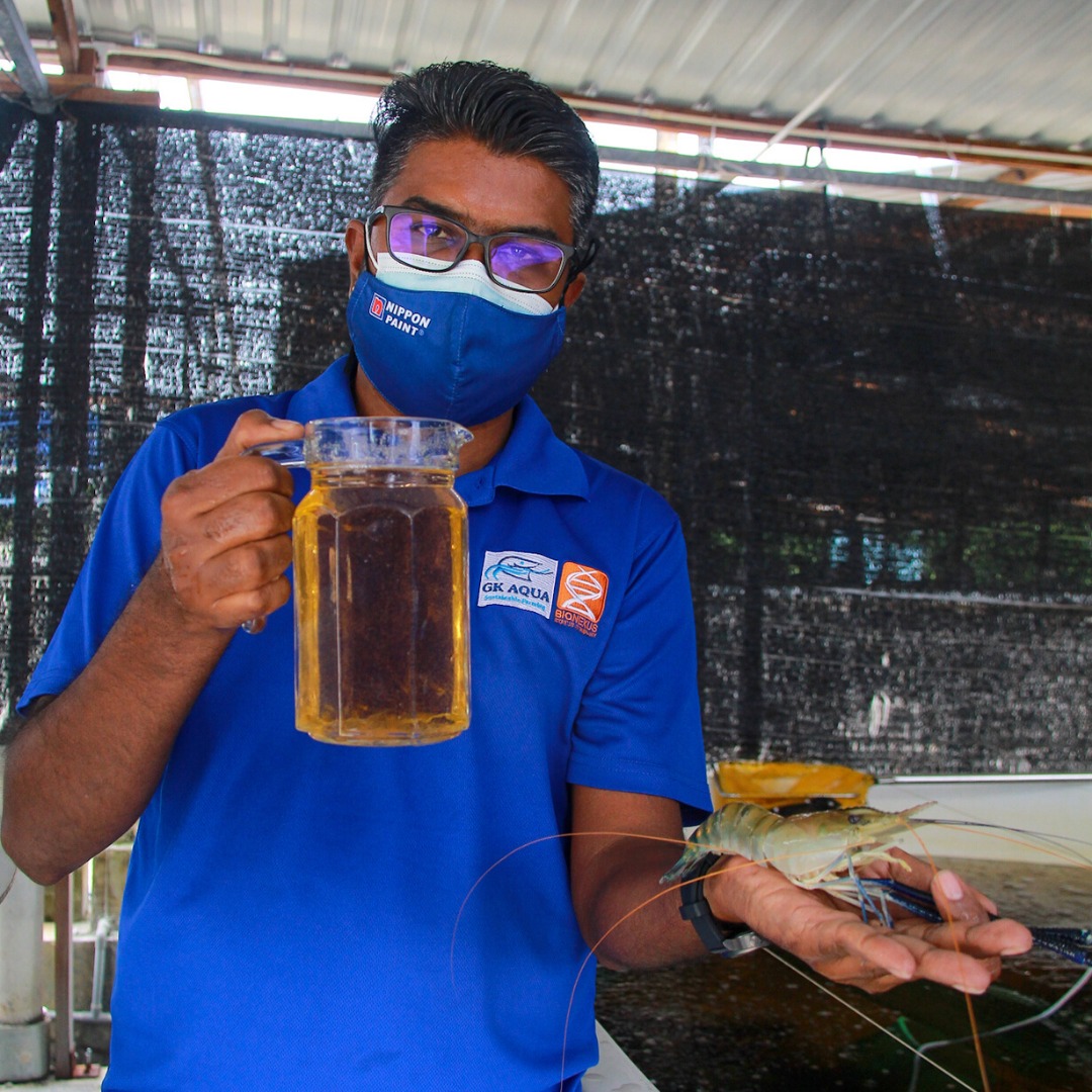 udang