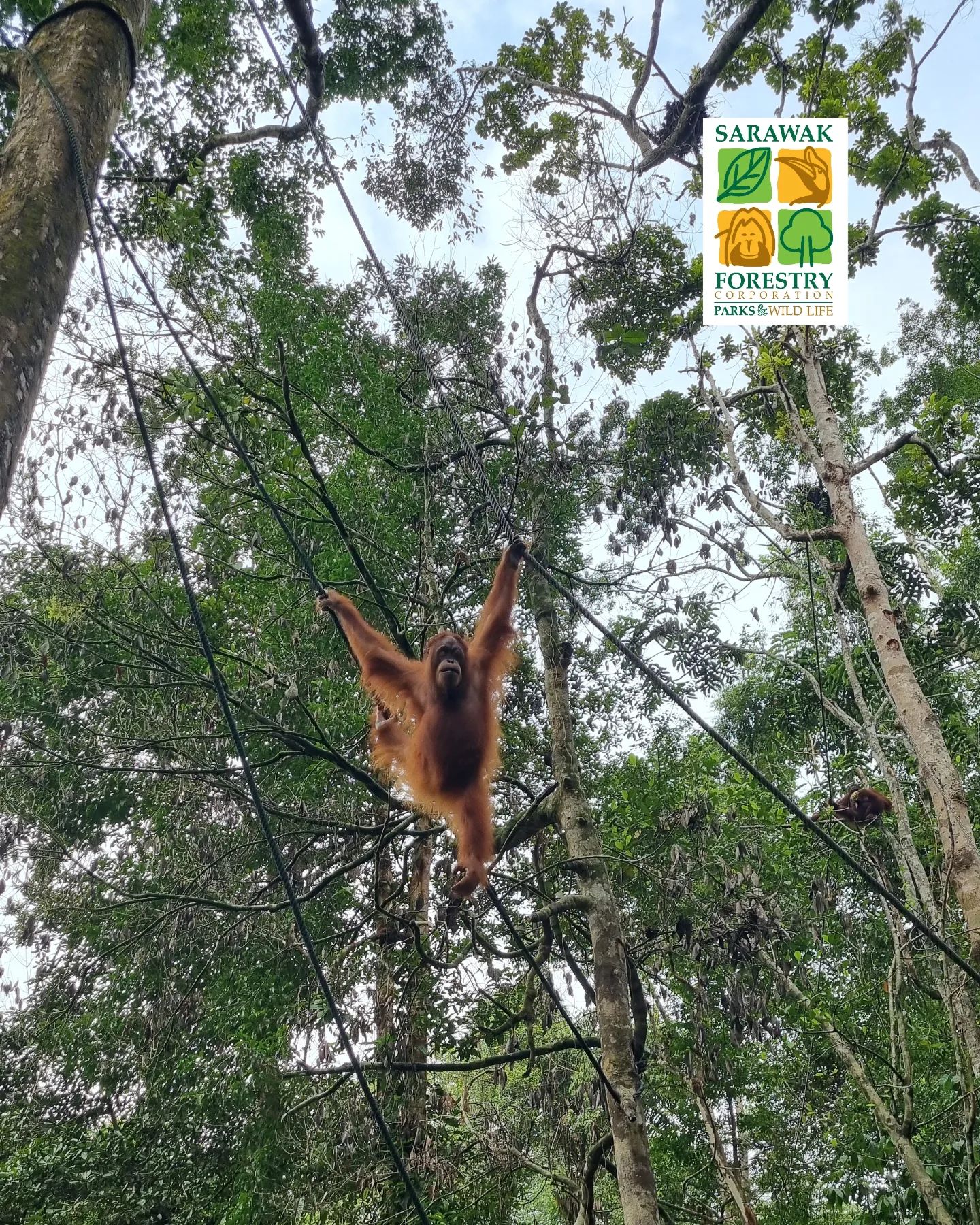 orang utan
