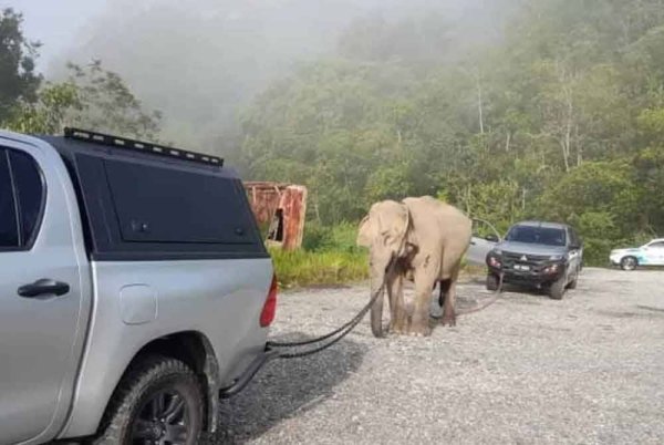 gajah