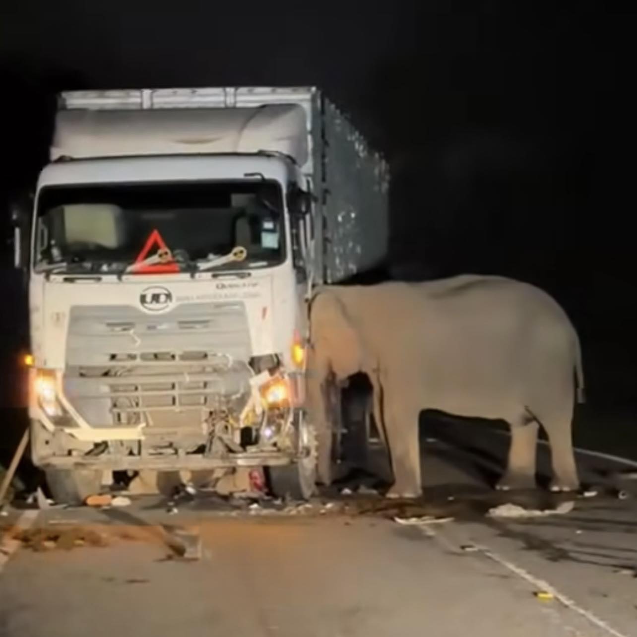 gajah