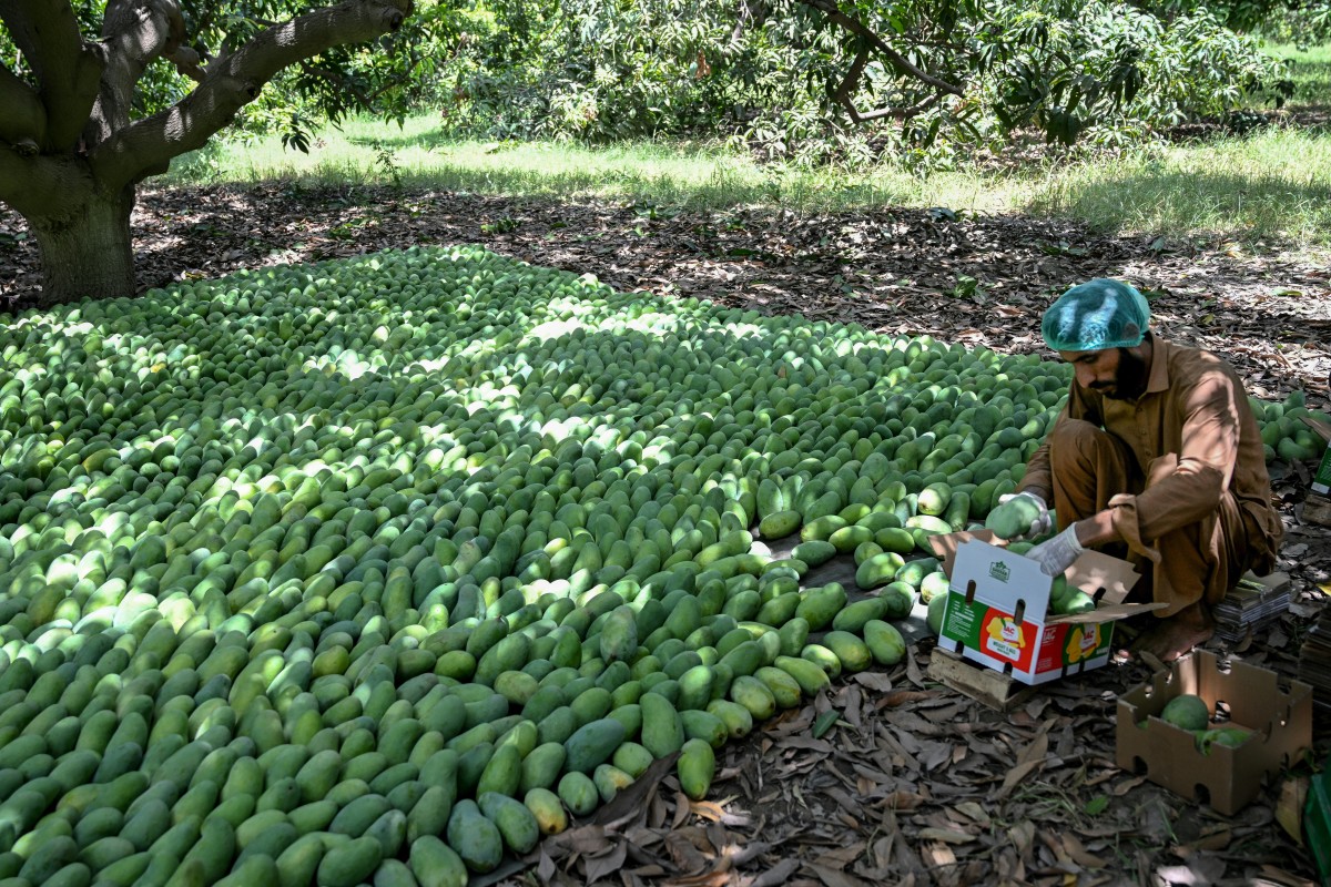 Mango