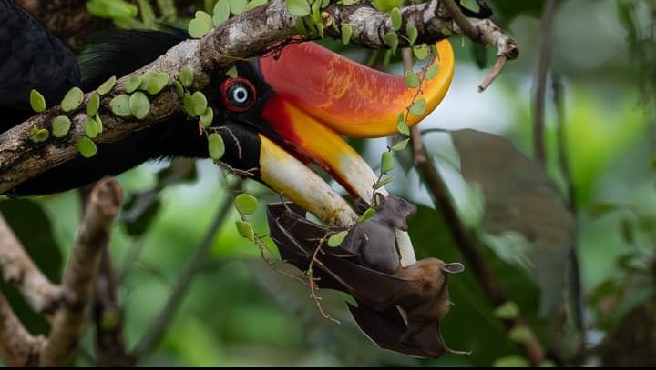 Gambar seekor burung enggang badak. Kelihatan di paruhnya dua ekor kelawar. Ibu kelawar bersama anaknya.