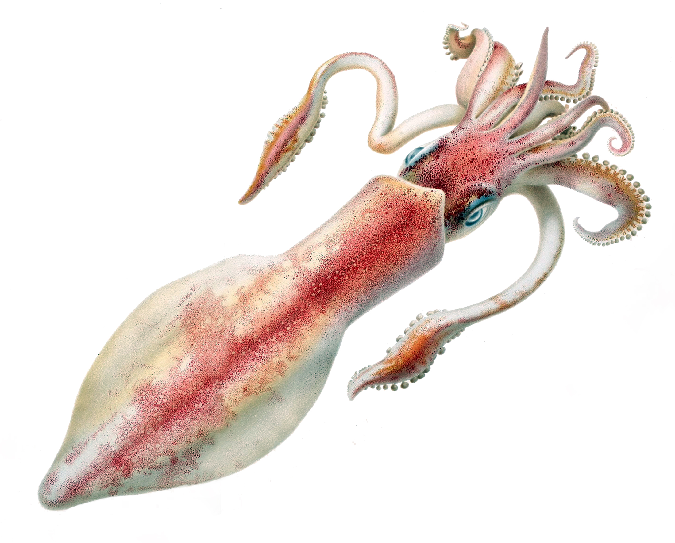 loligo squid
