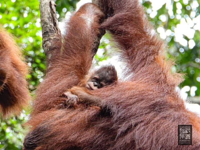 orang utan
