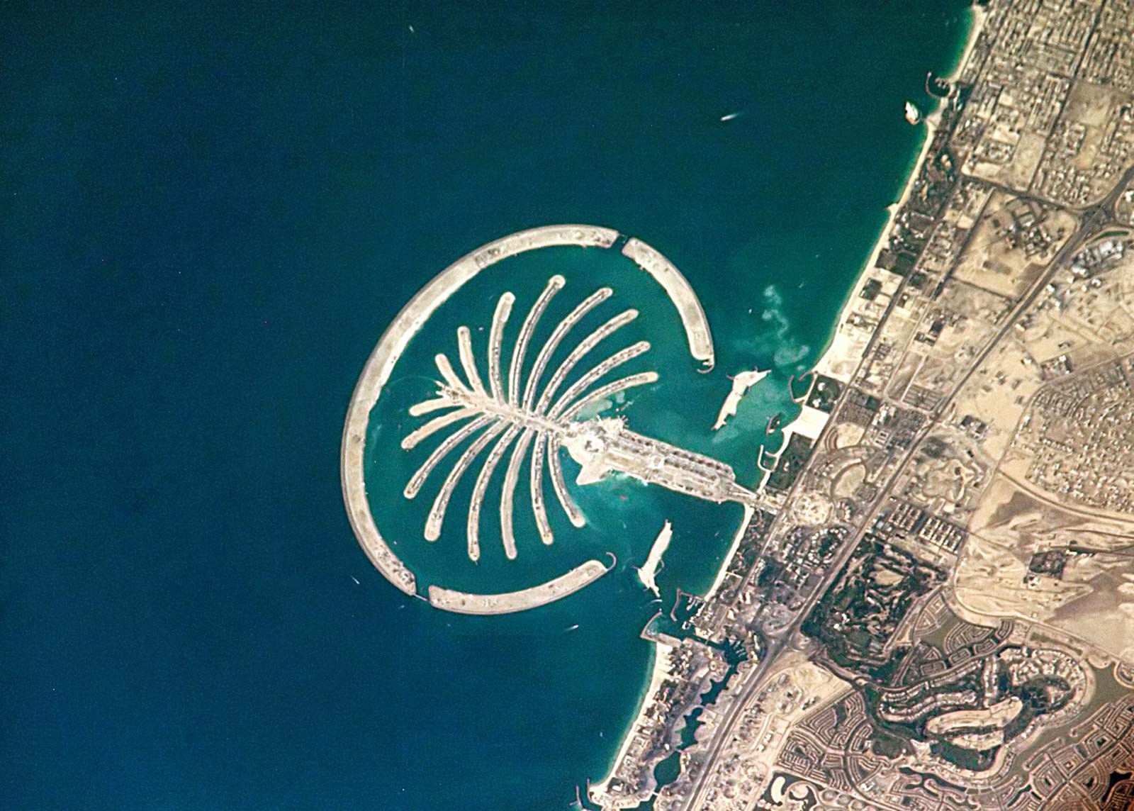 palm