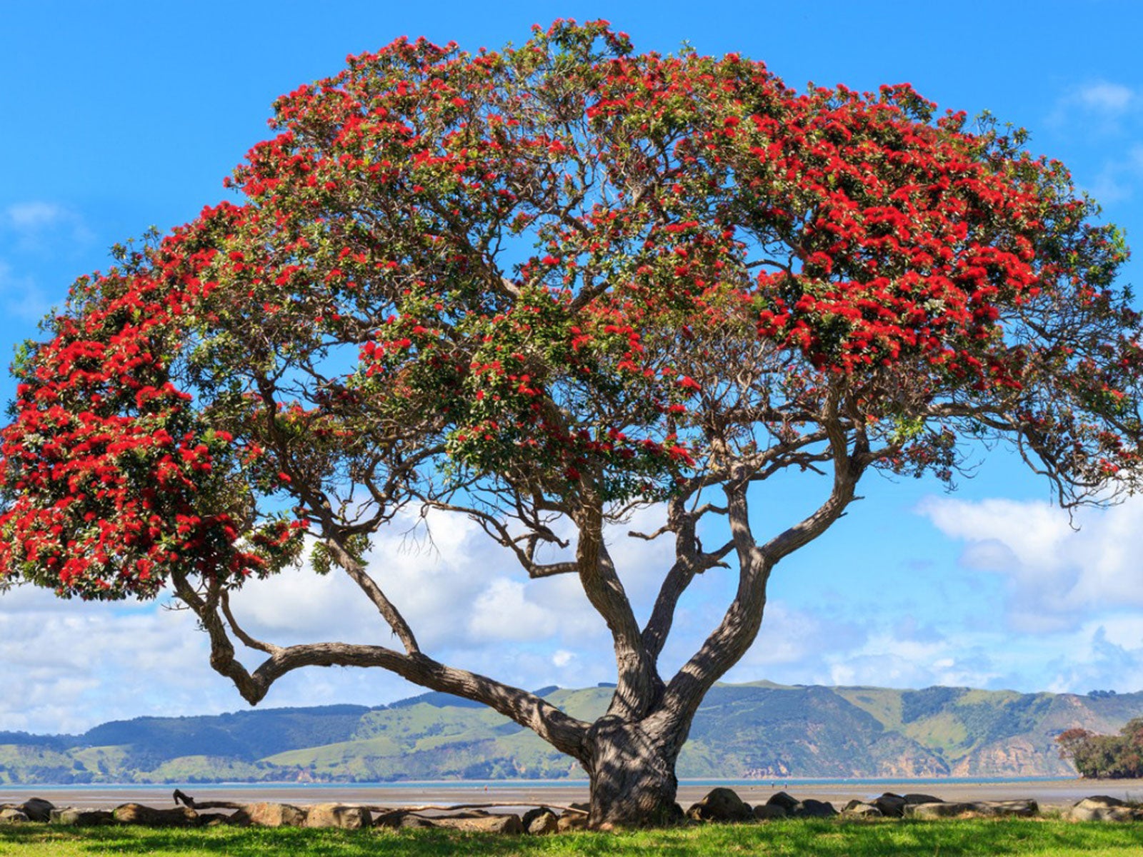 Pohutukawa