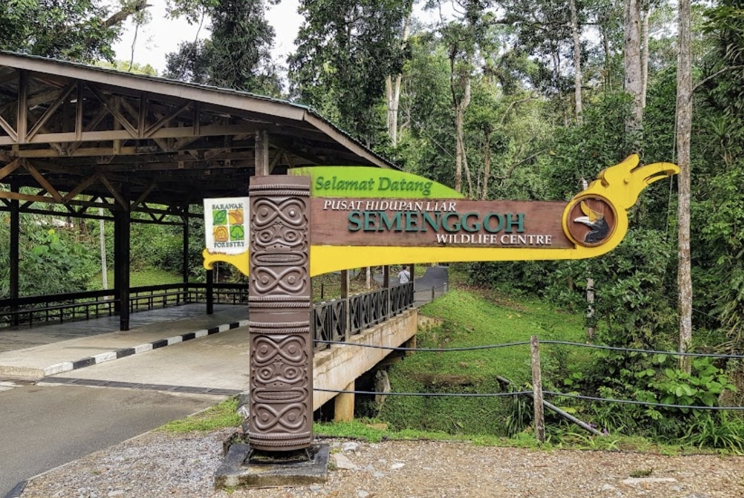 orang utan