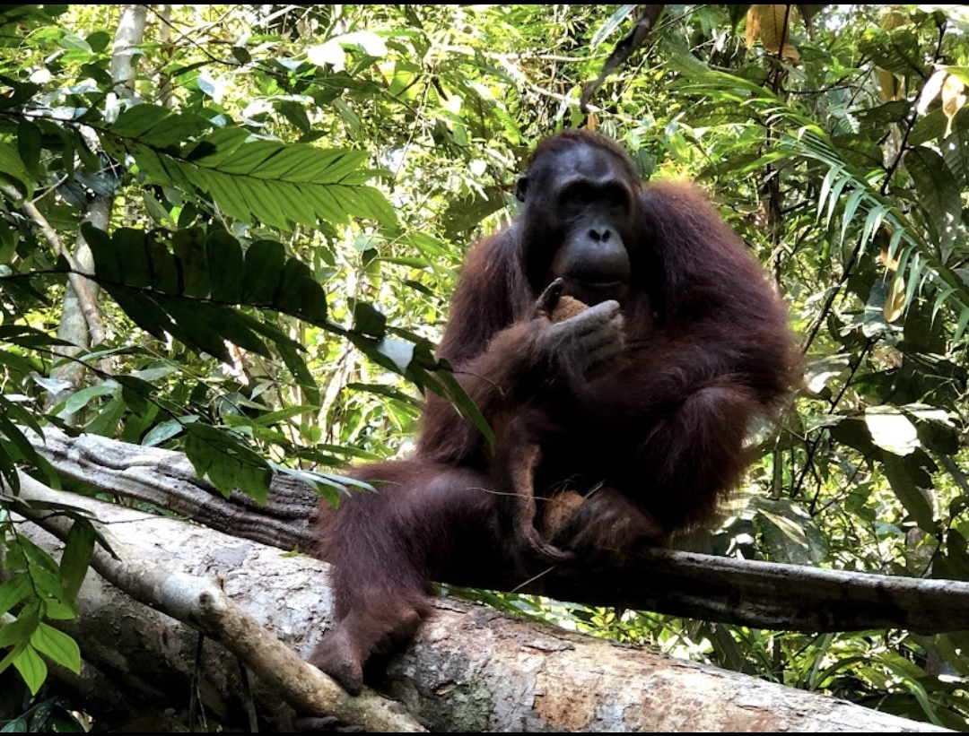 orang utan