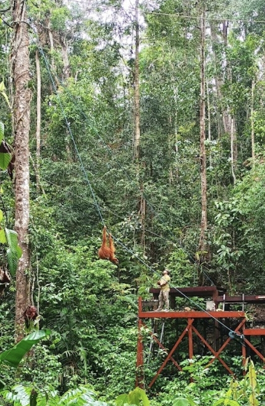 orang utan