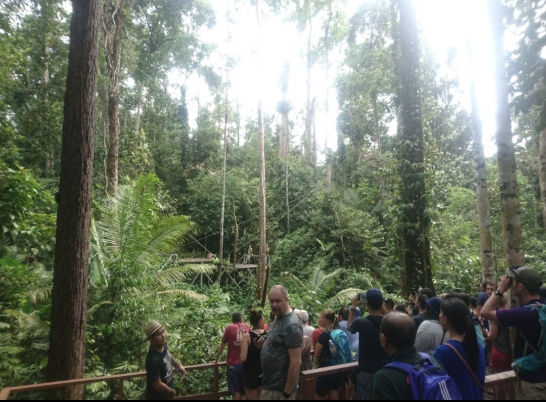 orang utan