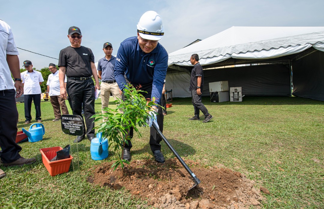 Pokok