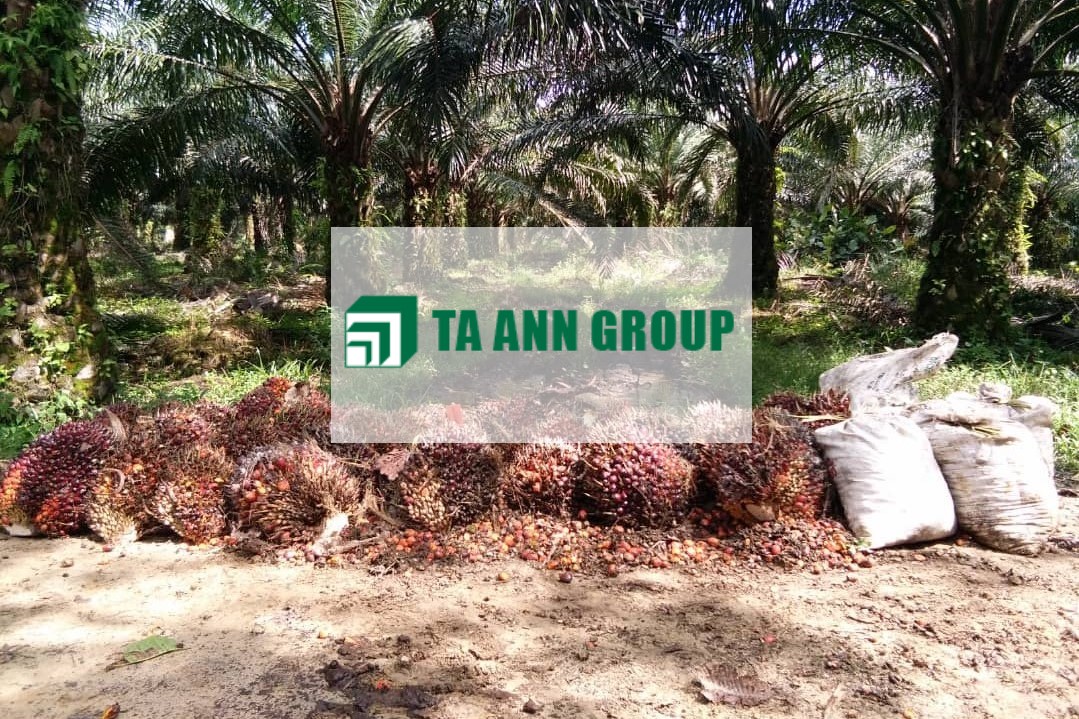 Ta Ann_DagangNews