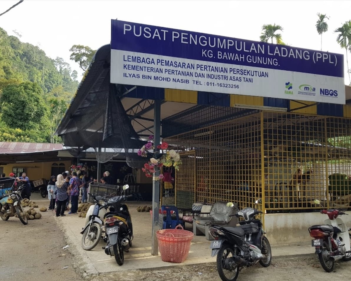 bt kurau