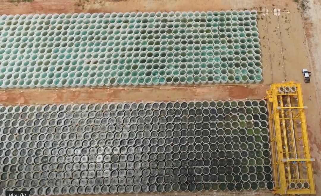 oil