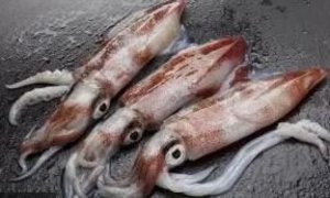 illex squid