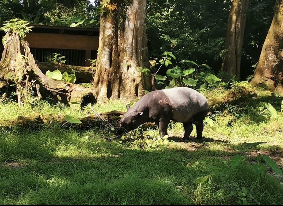 zoo taiping