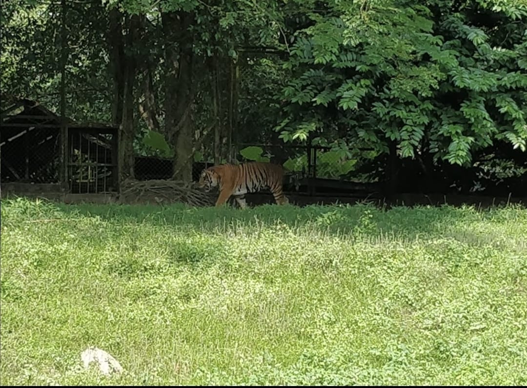zoo taiping