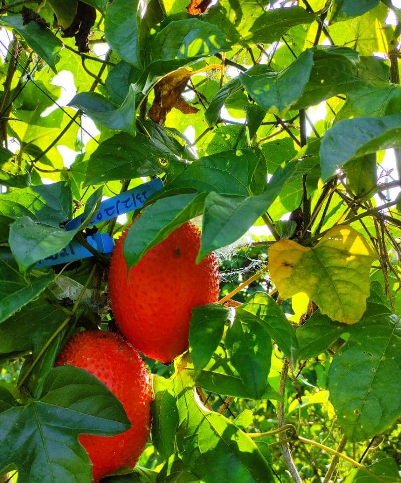 pokok buah gac