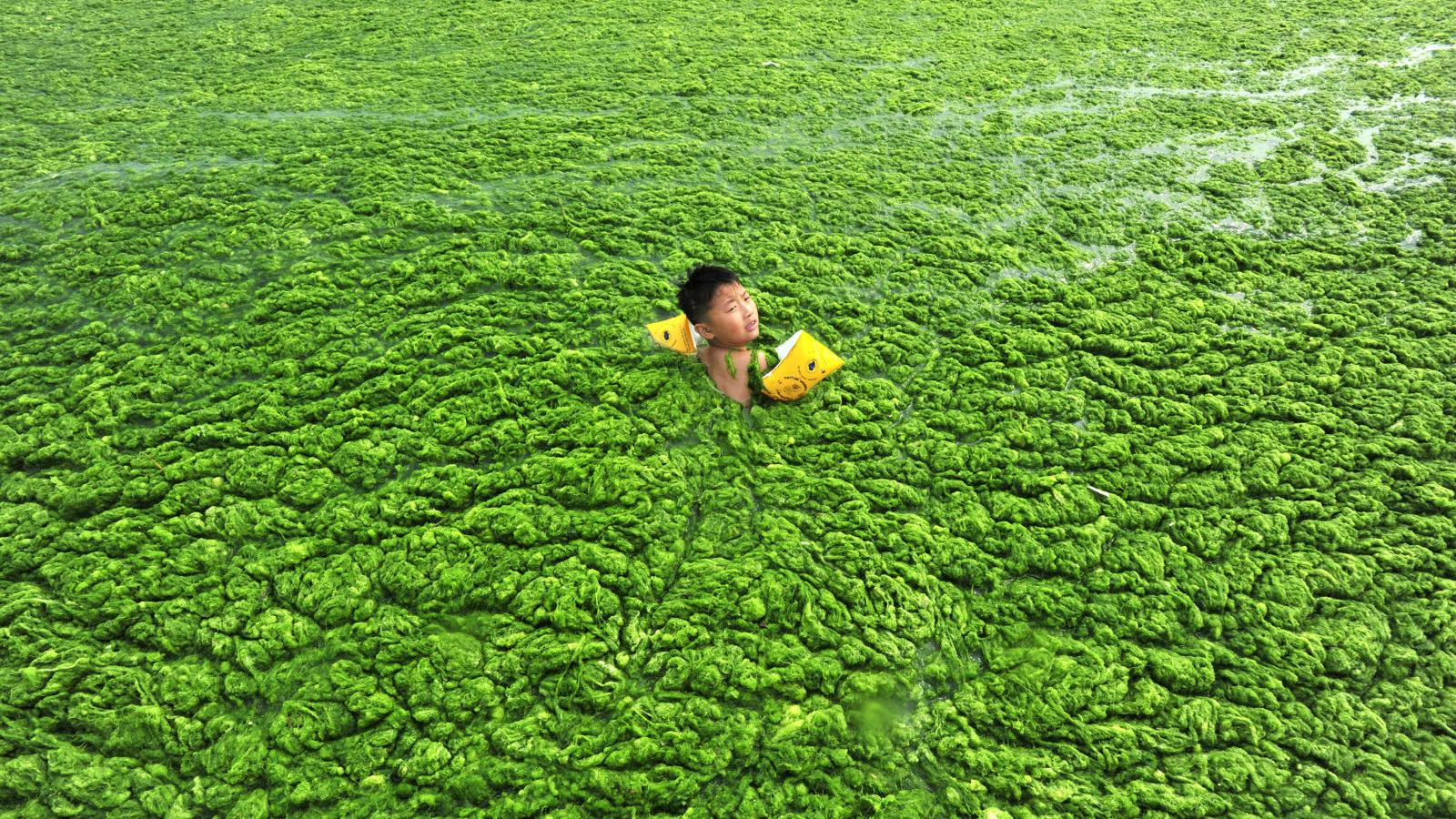 algae