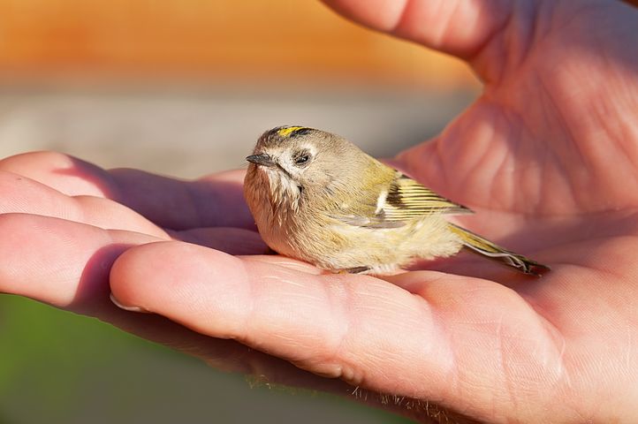 Bird in hand