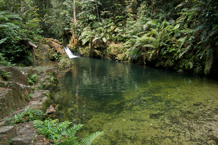 Hutan Simpan Ayer Hitam