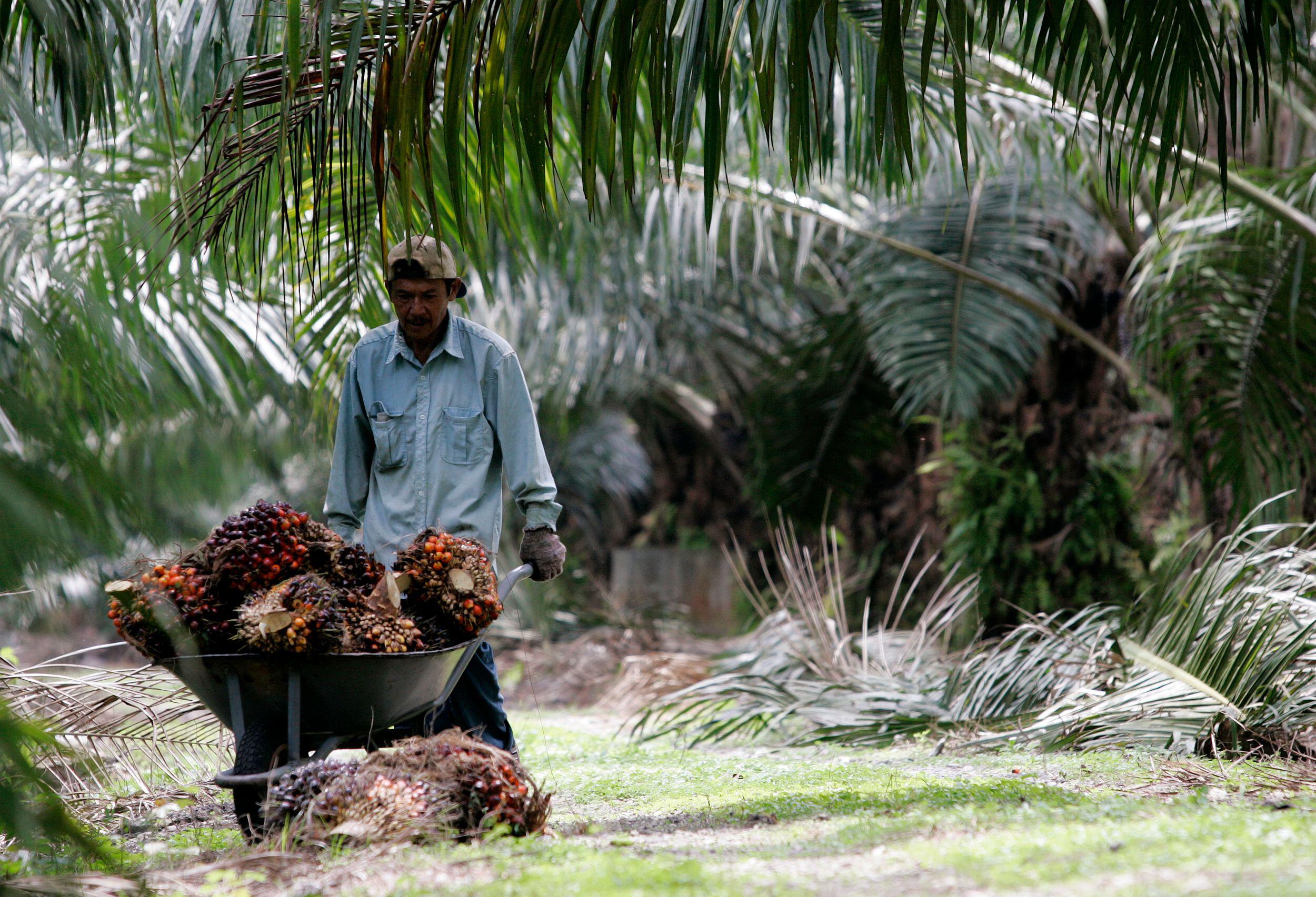 palm