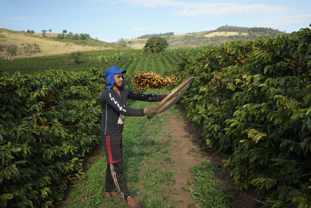 kopi