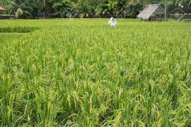 mulanya di sini