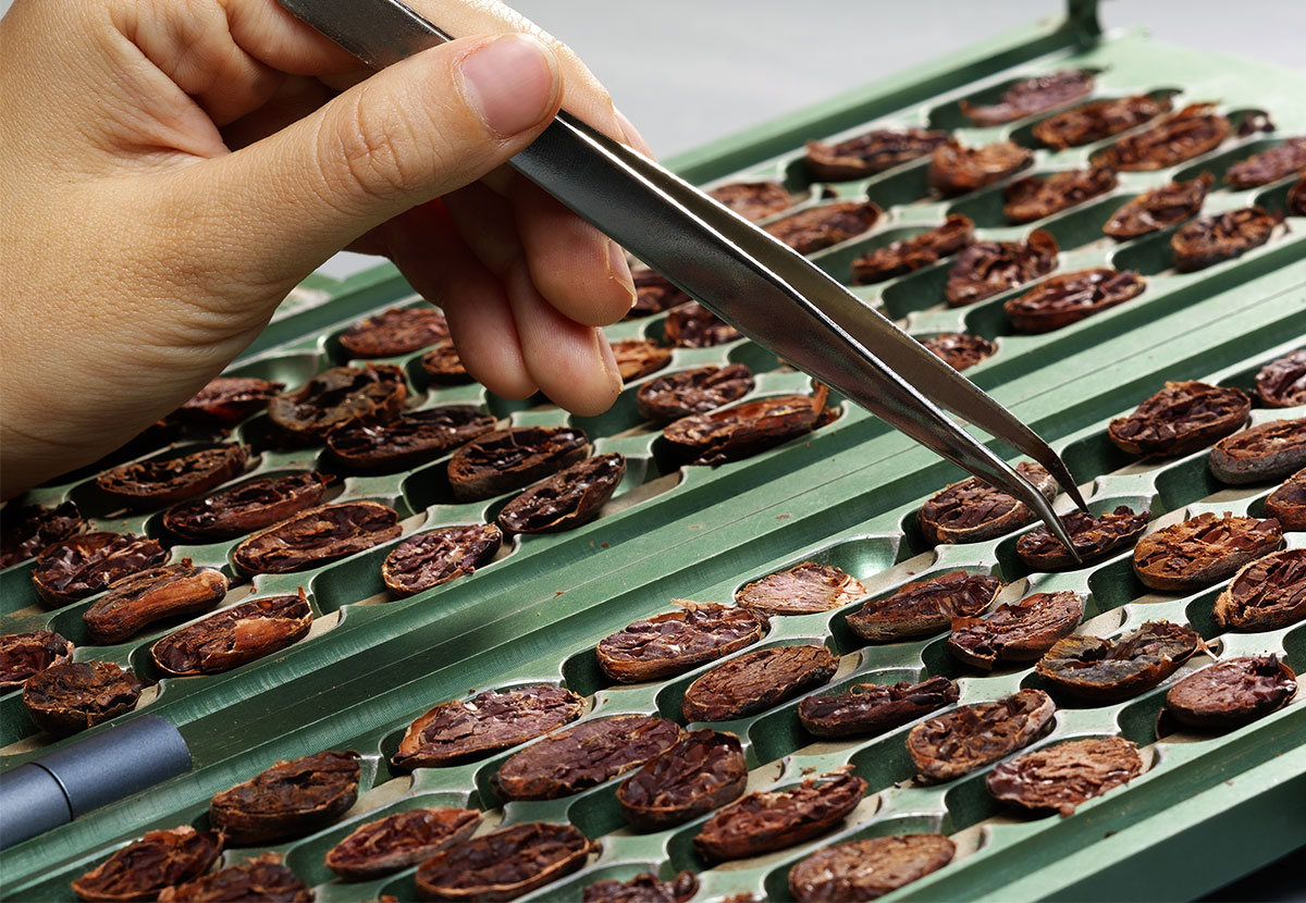 coklat