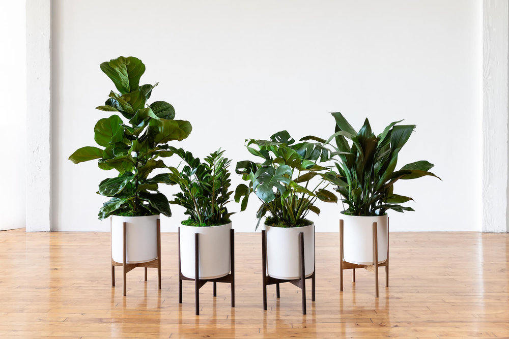 aaa
