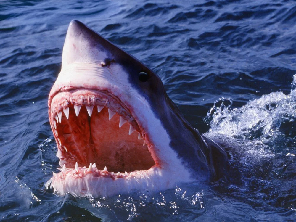 jaws