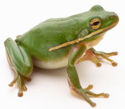 ccc