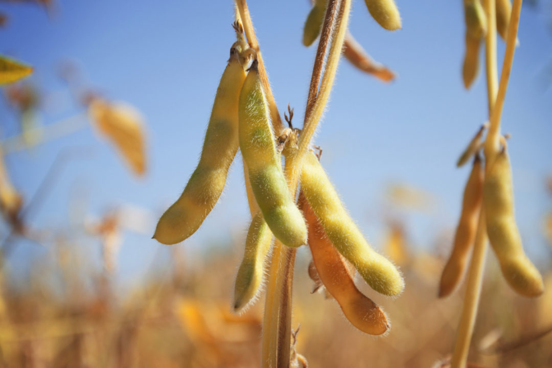 soya bean