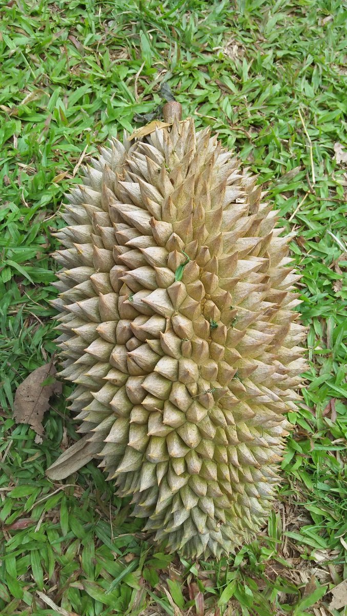 bt kurau
