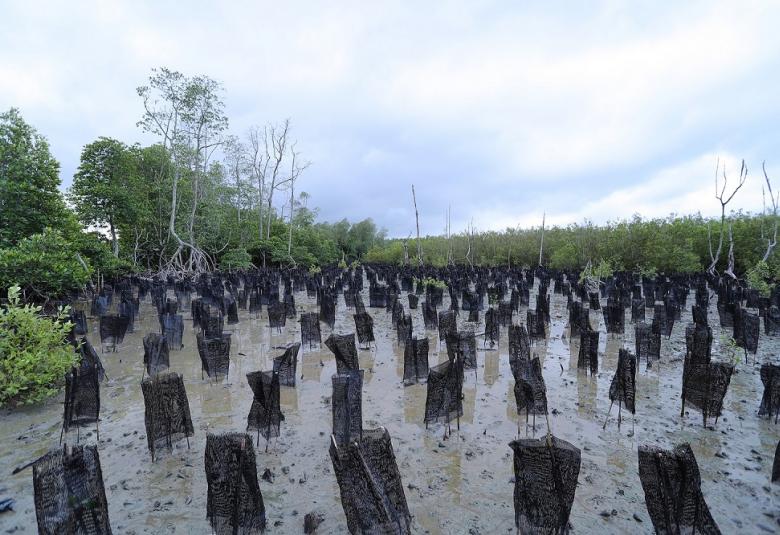Menerusi program pemulihan hutan bakaunya, Tenaga Nasional Berhad (TNB) telah menanam 18,800 anak benih bakau di Sungai Limau dan Kampung Sungai Tiram di daerah Manjung sejak tahun 2013.