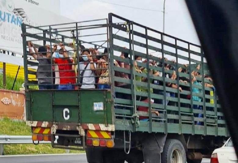 Kilang pemprosesan ayam angkut 48 pekerja positif COVID-19 naik lori.