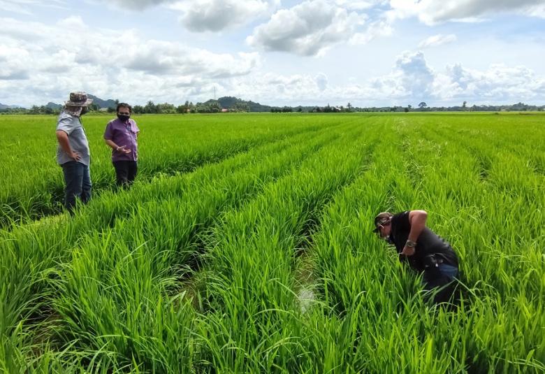 BERNAS bangunkan 4 lokasi SMART Sawah Berskala Besar