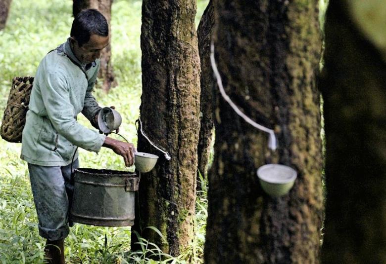 Pengeluaran getah asli 