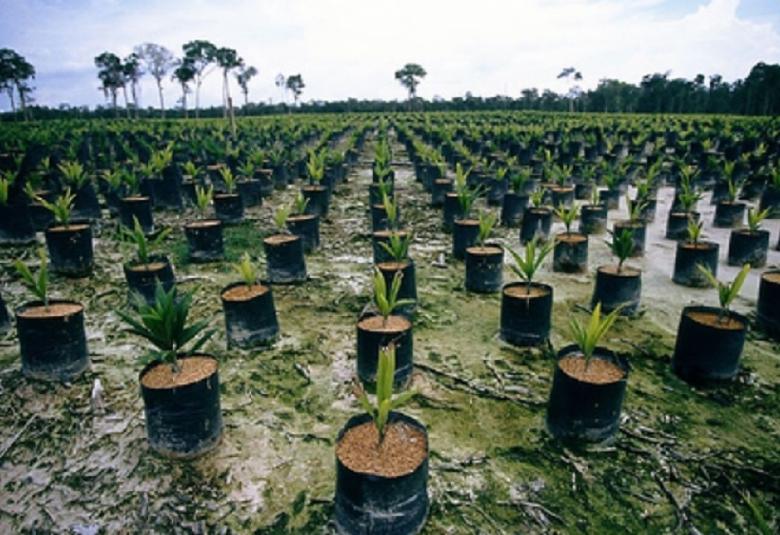 Felda