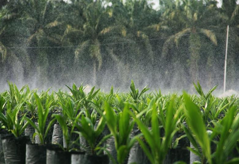 Garis panduan jantina RSPO kukuhkan peranan wanita dalam industri sawit 