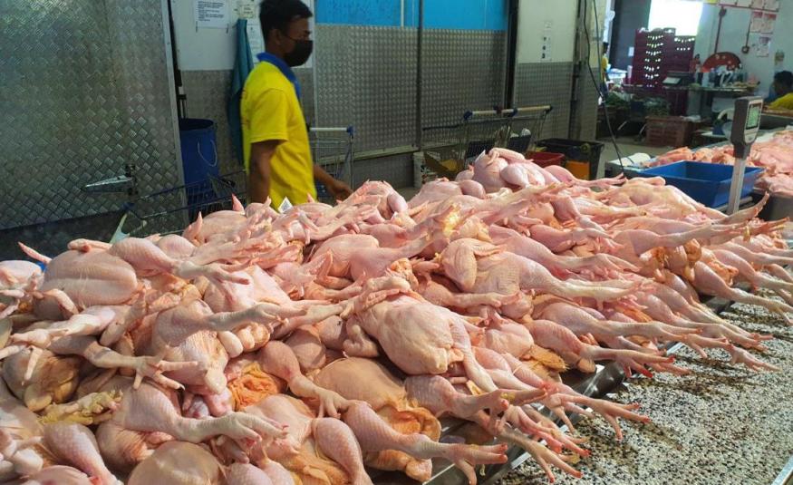 ayam