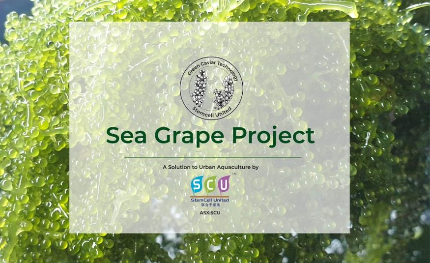 SeaGrape known by its scientific name of Caulerpa lentillifera.