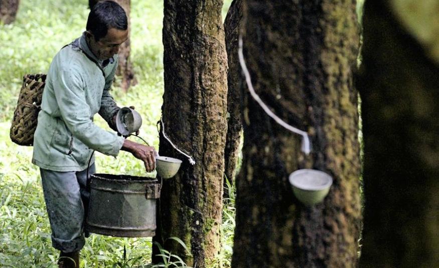 Pengeluaran getah asli