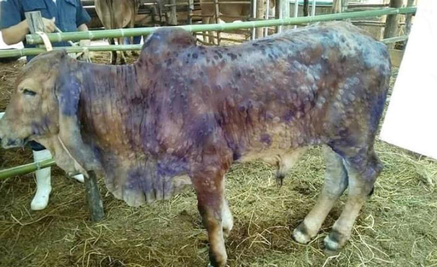 Lumpy Skin Disease (LSD) 